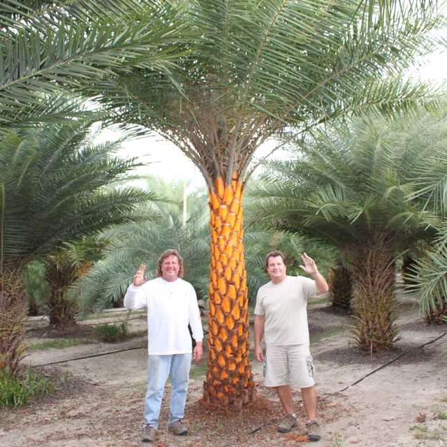 Two crew members waving beside a Sylvester palm ready for delivery