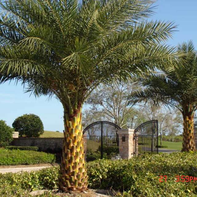 Two mature Sylvester palms flanking an estate entrance gate
