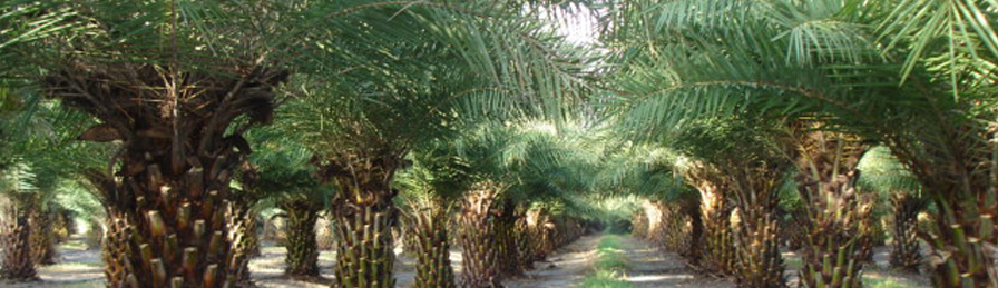 Wide view of cold-hardy Sylvester palm canopy at the Vero Beach farm