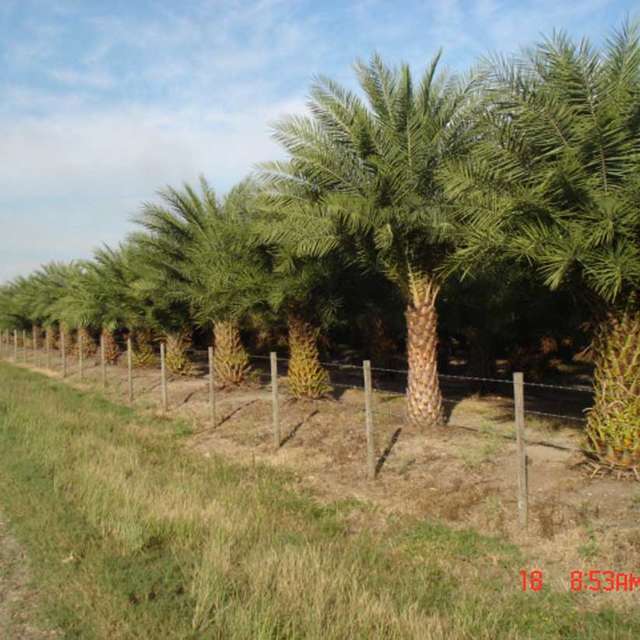Fenced row of field-grown Sylvester palms stretching toward the horizon