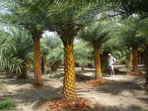 Man walking through the dense rows of field-grown Sylvester palms at the farm