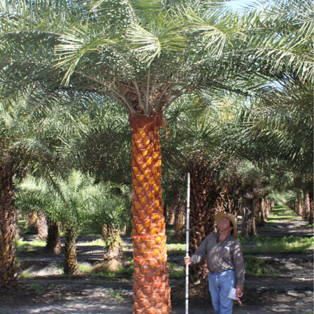 Grower in a straw hat measuring a banded Sylvester palm trunk in the field