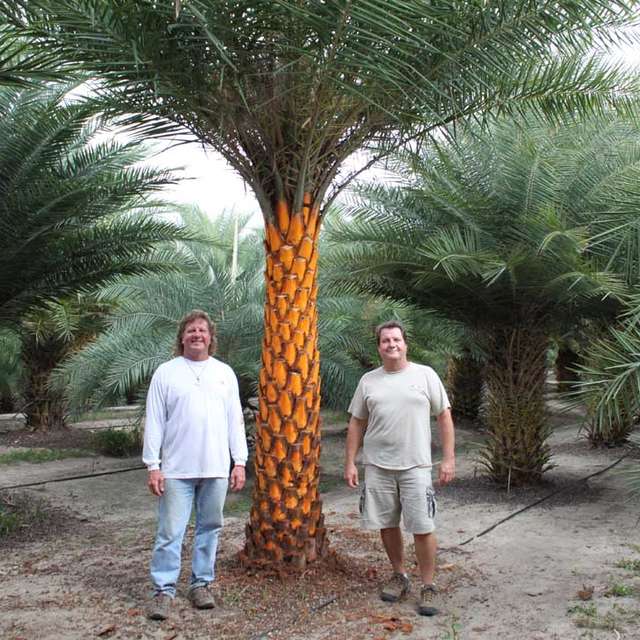 Two men standing beside a tall Sylvester palm in the growing rows