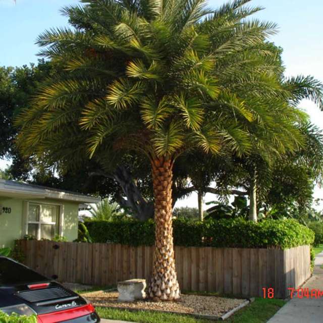 Large installed Sylvester palm planted beside a residential home