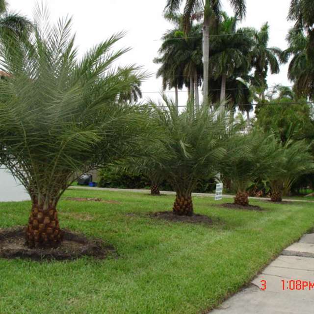 Row of young Sylvester palms installed along a sidewalk
