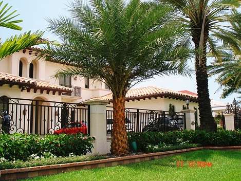 Installed Sylvester palm in front of a Mediterranean-style mansion