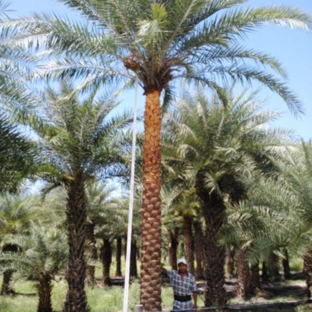 Worker using a measuring pole on a newly planted Sylvester palm