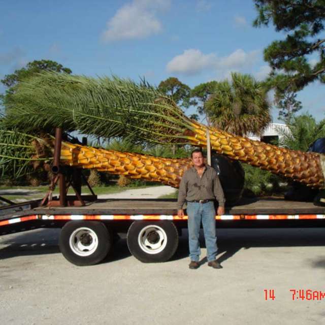 Harvested Sylvester palm loaded on a flatbed truck for delivery