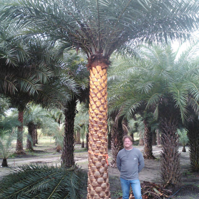 Worker standing beside a very tall field-grown Sylvester palm to show scale