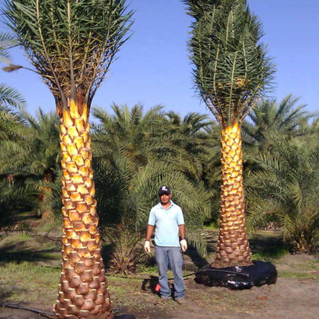 Worker standing between backlit palms with wrapped root balls ready for delivery