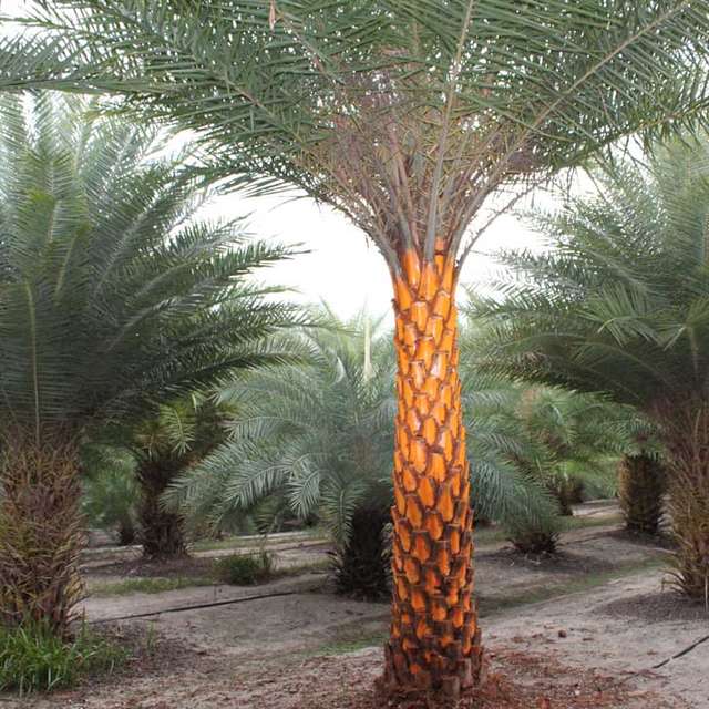 Diamond-pattern trunk detail of a field-grown Sylvester palm